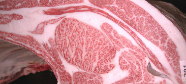 画像:グランドチャンピオン 令和6年度 全畜連神戸ビーフグランドチャンピオン共励会