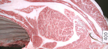 画像:優良賞　受賞牛 令和6年度(244回) 神戸牛枝肉共励会