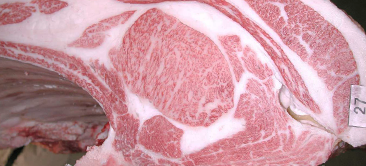 2025 Kobe meet fair Kobe-city kyoreikai