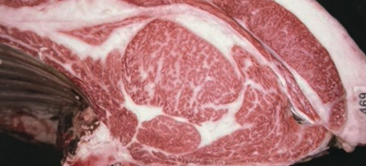 Zenchikuren Kobe beef Grand champion kyoreikai