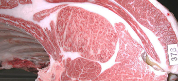 2025 Tajima Shijyo Kannai kyoreikai