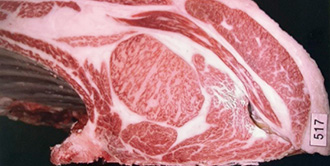 Zenchikuren Kobe beef Grand champion kyoreikai